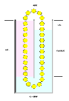 Beads float in water and sink in oil.