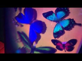 ISDH 2015 Yves Gentet Butterfly Hologram-gai4kYXRF9g.jpg