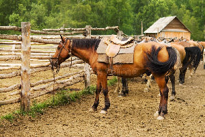 mount-tethered-horses-10413370.jpg