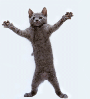 dancing cat.gif