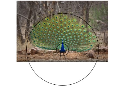 peacock ratio.jpg