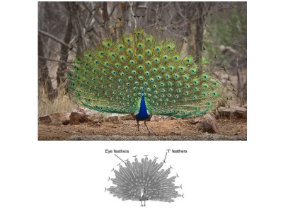 peacock feathers.jpg