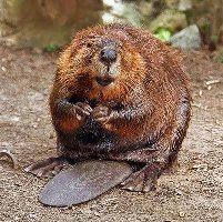 Hot Beaver.jpg