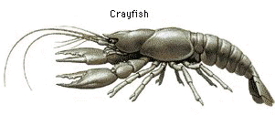 Crayfish (Crawfish, Krebs)