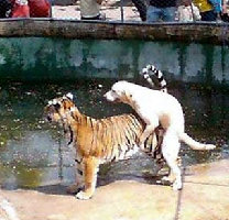 dog-tiger.jpg