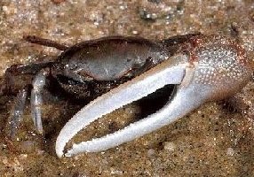 Fiddler_crab.jpg